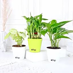 Set of Foliage & Bamboo Plants In White Pot-9