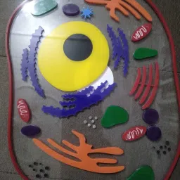 the labworld Animal Cell for Demonstration Science Biology Model for Teaching and Learning image 4