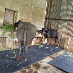 Buffalo, Bull, Rubber Mat for Animal (Premium, Black) Cow, Dog, Hamster, Guinea Pig, Miniature Pig Pet Mat-image-99