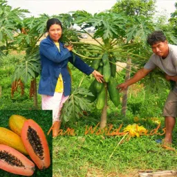 Taiwan red lady 786 f1 hybrid papaya, Big red lady f1 hybrid papaya_157 Seed-20