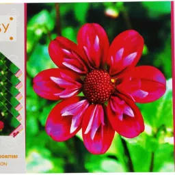 Rectangular Pack of 1 Table Placemat-image-90