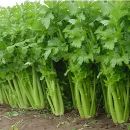 Coriander Seeds Seed-image-35