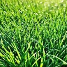 durva gash Seed, Land-Grass Plant Seeds Seed Seed-image-107