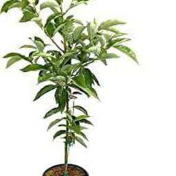 Avocado Plant-image-45