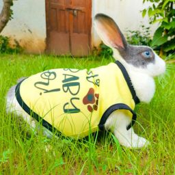 T-shirt for Rabbit-26