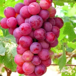 Red Globe, Flame Grapes Seed-image-9