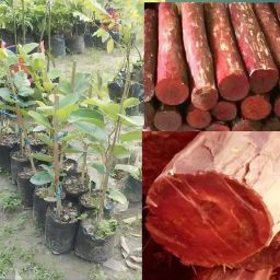 Red Sandalwood Plant-image-61