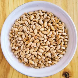 Wheat Seed Seed-image-61