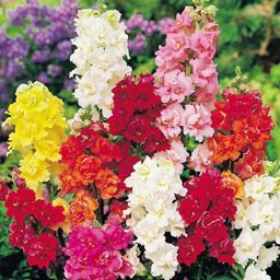 Antirrhinum 'madame butterfly' F1 Hybrid mix flower seeds - Pack of 100 Seeds Seed-image-2
