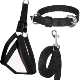 Dog Harness & Leash-image-44