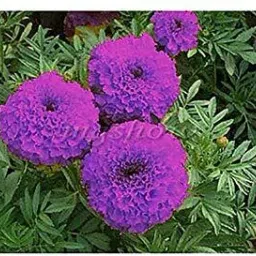 genda phool ,marigold Seed-11