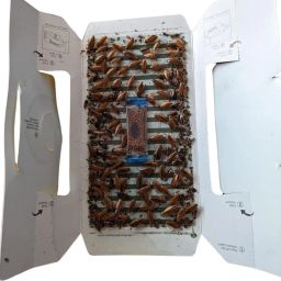 pestezy Cockroach Trap| Pesticide Free Sticky Glue Traps for Effective Cockroach Control Insect Net image 3