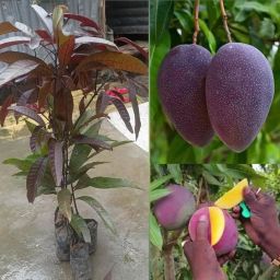 Hybrid mango seeds Seed-image-97