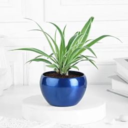 Spider Plant In Celestial Blue Pot-image-30