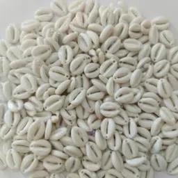 100 Pcs Acrylic Cowrie Kauri Shell Beads for Adornment Beads-image-88
