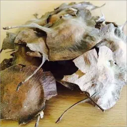 Rakt Chandan,Red Sanders,Red Saunders,Red Sandalwood,Saunderswood, Seed-image-2