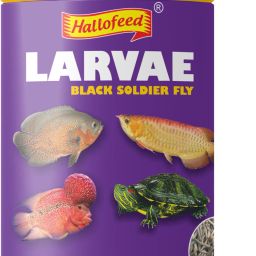 Black Soldier Fly Larvae -20gm Food for Arowana, Flower horn,oscar Mealworm Mealworm 0.02 kg Dry Adult, Senior, Young Fish Food-23