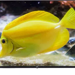 127 cm (50 inch) Ultra HD (4K) LED Smart TV-image-87