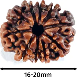 10 Mukhi | 10 Face Rudraksha | Nepali Original Rudraksha | Size 16-20mm Wood-image-34