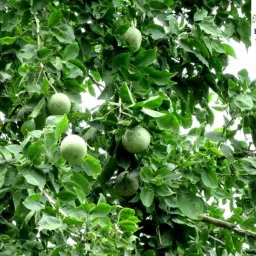 Vilvam Maredu Bael Wood Apple 2months Old in poly bag seeds Seed-image-67
