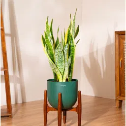 kyari Sensevera Zeylanica Golden Snake Plant With Pot- Green-picture-3