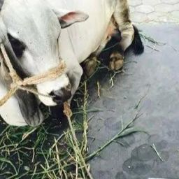 Cow Mat Waterproof Rubber Mat 8*5 Feet BPA Free For-Horse | Cow, Dog, Hamster, Guinea Pig, Miniature Pig Pet Mat-image-48