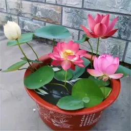 ™ lotus seeds for home,flower seeds for all seasons Seed-17