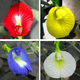 Aparajita Flower Seeds, Butterfly Pea Mix Seed-image-3