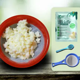 LIVE BIG SIZED Russian Origin Milk Kefir Grains With large Strainer & Spoon Granules-0