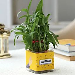 Two Layer Lucky Bamboo Plant For Congratulations-21