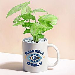 Vibrant Vibes Golden Syngonium-image-44