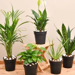 nurserylive Peace Lily, Snake , Areca Palm, Aloe Vera, Money Natural Plant-picture-34
