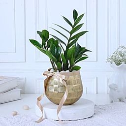 Zamia Plant In Gold Touch Round Pot-image-41