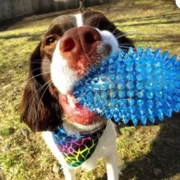 Spiky Squeaker Football Dog Toy - Large, Cleans Teeth and Promotes Good Dental Rubber Ball, Squeaky Toy, Soft Toy, Training Aid, Tug Toy For Dog-image-26