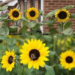 Sunflower seeds for planting/Sunflower Seeds 69 Seed-image-35