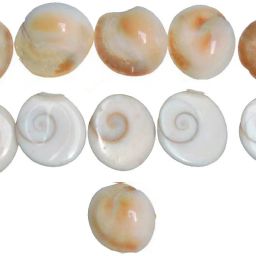 Gomti Chakra (11 pc, 1.5 cm) Stoneware Yantra-image-12