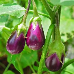Grow healthy vegetables at home with seeds perfect for pots Seed-image-90
