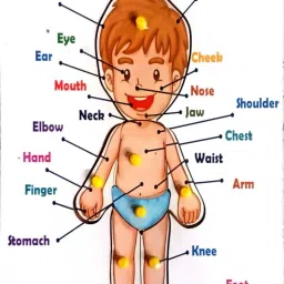 Body parts wooden puzzle for kids, Best learning toy ,also for gifting-33