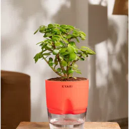 kyari Jade Plant With Self Watering Pot- Red-picture-38
