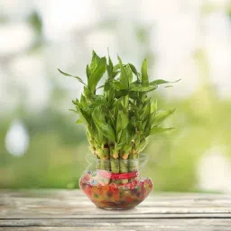 agami Green 2 Layer Lucky Bamboo plant with Big Round Glass Pot and Colored Jelly Balls Seed image 2