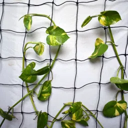 WNE-BLK-6FEETX6FEET Hiking Net-20