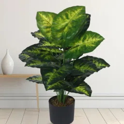 Arick Decor 31 Inch Artificial Real Touch Dieffenbachia With Black Pot-picture-1