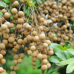 cloud farm Litchi Plant-picture-14