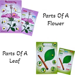 Parts Of A Flower & Leaf-40