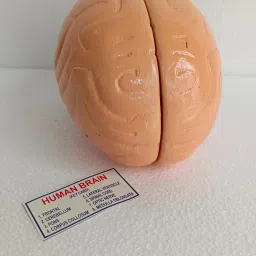 Human Brain Model Anatomically Accurate Brain For Science Teaching Medical Model-22