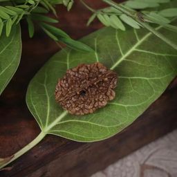 shivtantra 2 mukhi Rudraksha Bead Certified/Original Two Mukhi Rudraksh bead/Natural Two faced Rudraksha (Brown) with Certificate and Puja Instructions image 3