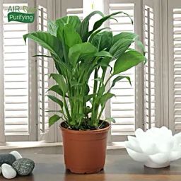 Beautiful Peace Lily Plant With Vase-14