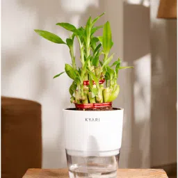 kyari Bamboo 2 Layer With Self Watering Pot - White-picture-22