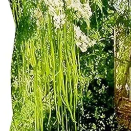 Drumstick seeds/ moringa seeds, ODC3 Veryte 30seeds Seed-picture-23