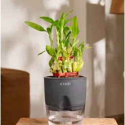 kyari Bamboo 2 Layer With Self Watering Pot - Grey-picture-21
